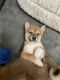 Shiba Inu Puppies for sale in Charlotte, NC, USA. price: $2,500