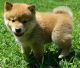 Shiba Inu Puppies for sale in Evansville, IN, USA. price: NA