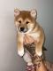 Shiba Inu Puppies for sale in Los Angeles, CA, USA. price: $2,300