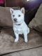 Shiba Inu Puppies for sale in Belle Plaine, MN, USA. price: $800
