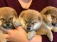 Shiba Inu Puppies for sale in 33197 Kateland Dr, Wesley Chapel, FL 33545, USA. price: NA