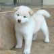 Shiba Inu Puppies for sale in Pittsburgh, PA, USA. price: $900