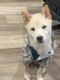 Shiba Inu Puppies for sale in Jersey City, NJ, USA. price: $2,000