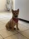Shiba Inu Puppies for sale in Weehawken, NJ 07086, USA. price: $1,800