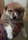Shiba Inu Puppies for sale in Monroe, MI, USA. price: $2,200