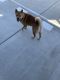 Shiba Inu Puppies for sale in Phoenix, AZ, USA. price: $4,000