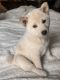 Shiba Inu Puppies for sale in Lecanto, FL, USA. price: $1,850