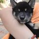Shiba Inu Puppies for sale in Mandaluyong, Metro Manila, Philippines. price: 85000 PHP