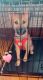 Shiba Inu Puppies for sale in Milwaukee, WI, USA. price: $1,800