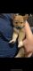 Shiba Inu Puppies for sale in Oxford, CT, USA. price: $3,000