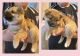 Shiba Inu Puppies for sale in Polson, MT 59860, USA. price: $700
