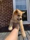 Shiba Inu Puppies for sale in Lynchburg, VA 24504, USA. price: $1,000