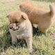 Shiba Inu Puppies for sale in Oakland Ave, Piedmont, CA, USA. price: $750