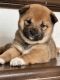 Shiba Inu Puppies for sale in Baltimore, MD, USA. price: $1,000