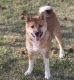 Shiba Inu Puppies for sale in St. Louis, MO, USA. price: $800
