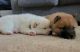 Shiba Inu Puppies for sale in San Jacinto, CA, USA. price: $2,000