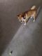 Shiba Inu Puppies for sale in Phoenix, AZ 85021, USA. price: $5,000