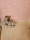 Shiba Inu Puppies for sale in West Palm Beach, FL, USA. price: NA