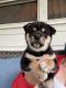 Shiba Inu Puppies for sale in Odin, IL 62870, USA. price: $800