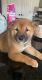 Shiba Inu Puppies for sale in Denver, CO, USA. price: NA
