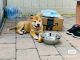 Shiba Inu Puppies for sale in New York, NY, USA. price: NA