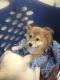 Shiba Inu Puppies for sale in Norco, CA, USA. price: NA