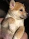 Shiba Inu Puppies for sale in Norco, CA, USA. price: $2,000