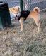 Shiba Inu Puppies for sale in Ontario, CA 91761, USA. price: NA