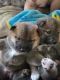 Shiba Inu Puppies for sale in Holiday, FL, USA. price: $1,500