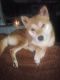 Shiba Inu Puppies for sale in Gary, IN, USA. price: $4,000