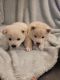 Shiba Inu Puppies for sale in Pacific, MO 63069, USA. price: NA