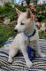 Shiba Inu Puppies for sale in Newaygo, MI 49337, USA. price: NA