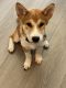 Shiba Inu Puppies for sale in Los Angeles, CA 90017, USA. price: $1,200