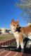 Shiba Inu Puppies for sale in Boulder, CO, USA. price: NA