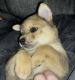 Shiba Inu Puppies for sale in Clewiston, FL 33440, USA. price: $600