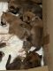 Shiba Inu Puppies for sale in Marshall, TX 75672, USA. price: $250