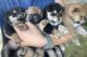 Shiba Inu Puppies for sale in Eastvale, CA, USA. price: $3,300