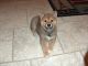 Shiba Inu Puppies for sale in Texas City, TX, USA. price: NA