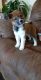Shiba Inu Puppies for sale in Boonville, MO 65233, USA. price: $1,300