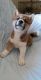 Shiba Inu Puppies for sale in Boonville, MO 65233, USA. price: $1,200