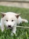 Shiba Inu Puppies for sale in San Diego, CA, USA. price: $2,000