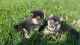 Shiba Inu Puppies for sale in Wyomissing, PA, USA. price: $600