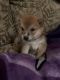 Shiba Inu Puppies for sale in Aitkin, MN 56431, USA. price: NA