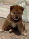 Shiba Inu Puppies for sale in St Ann, MO, USA. price: NA
