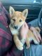 Shiba Inu Puppies for sale in Bluffdale, UT, USA. price: NA