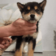 Shiba Inu Puppies for sale in Eastvale, CA, USA. price: $3,400
