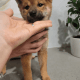 Shiba Inu Puppies for sale in Eastvale, CA, USA. price: $2,000