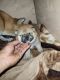 Shiba Inu Puppies for sale in Eastvale, CA, USA. price: $2,900