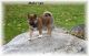 Shiba Inu Puppies for sale in Berlin Heights, OH 44814, USA. price: NA