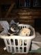 Shiba Inu Puppies for sale in Long Lake, NY 12847, USA. price: NA